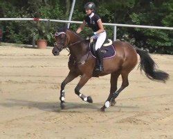 chanel mystic megane pedigree|Pink Coco Chanel Standardbred .